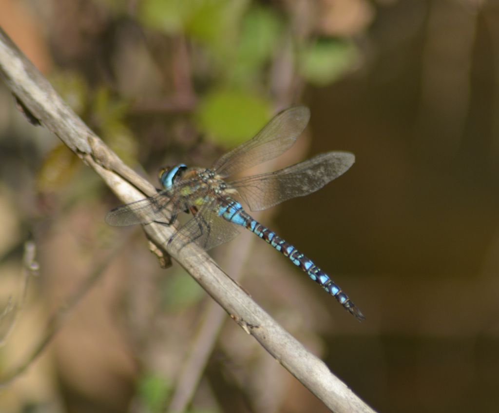 da identificare: Aeshna mixta